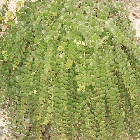 With A Parking Space Plat, Dubrovnik - 8612 *